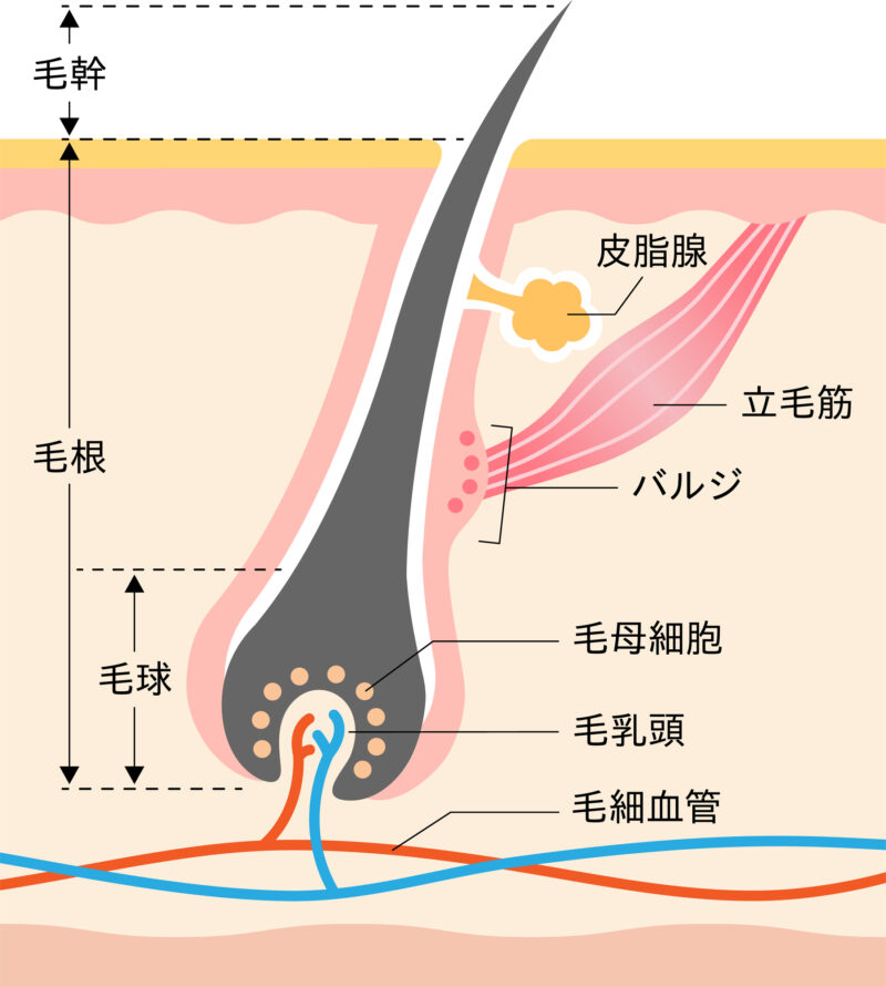 宇都宮市でメンズ脱毛を行うたかだ形成外科クリニックの医療脱毛の画像